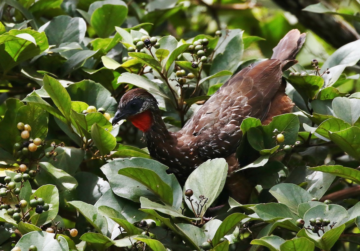 Band-tailed Guan - ML205390551