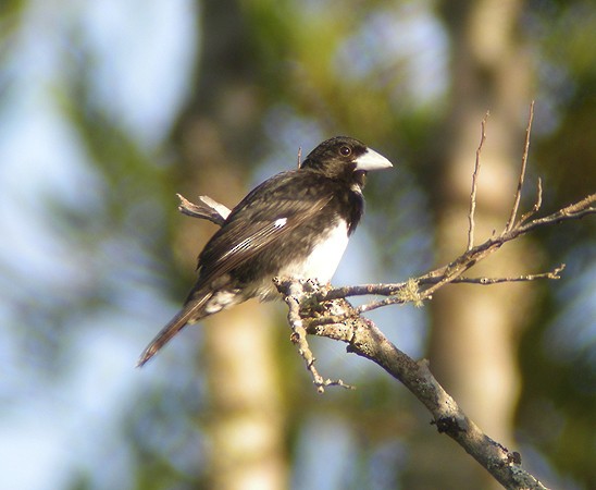 Cone-billed Tanager - ML205391011