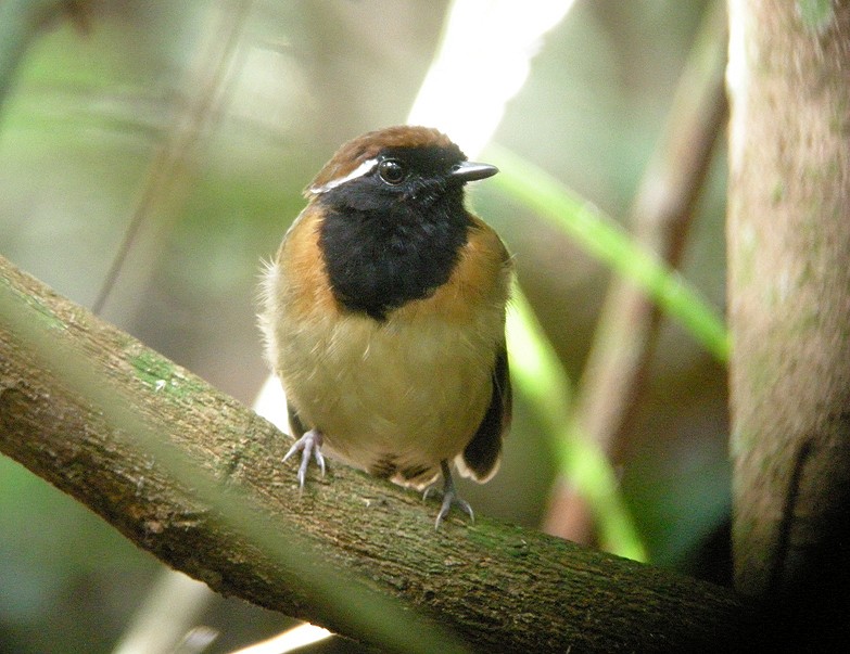 Black-breasted Gnateater - Bradley Davis