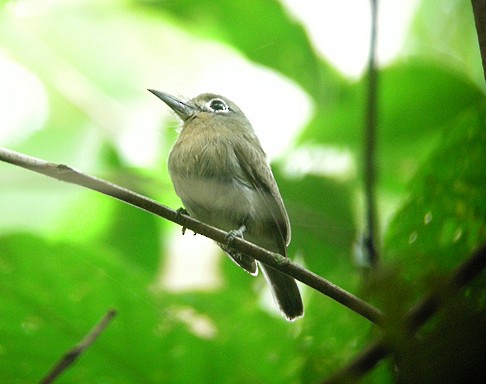 Monjilla Macurú - ML205391111