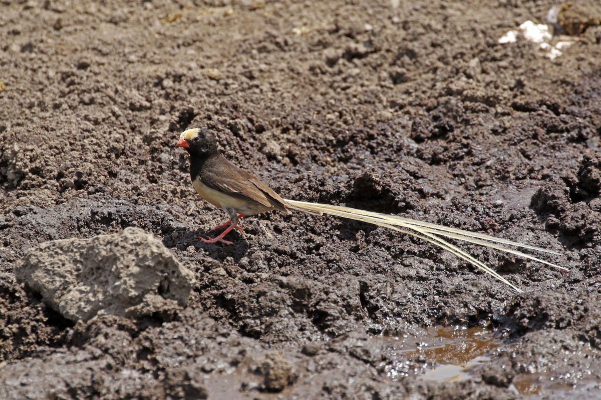 Straw-tailed Whydah - ML205391381