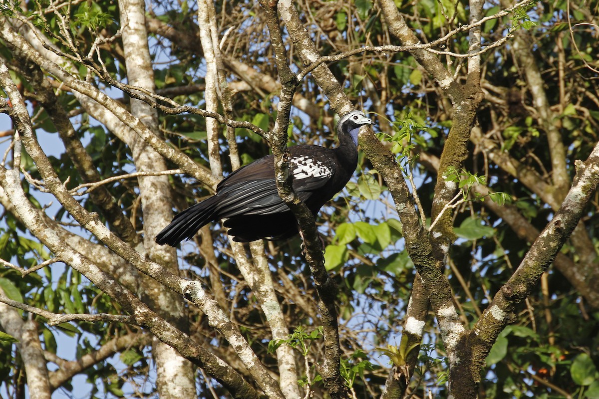 Trinidad Piping-Guan - Adam Bowley
