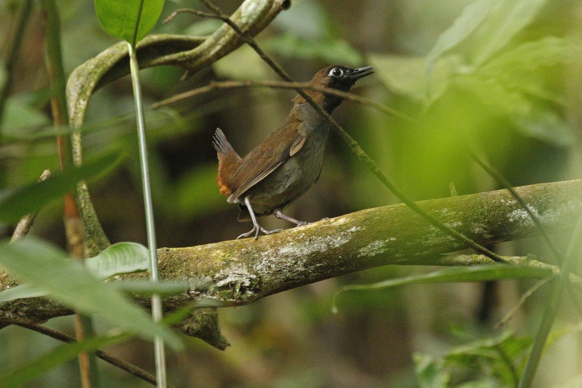 Black-faced Antthrush (Black-faced) - Adam Bowley