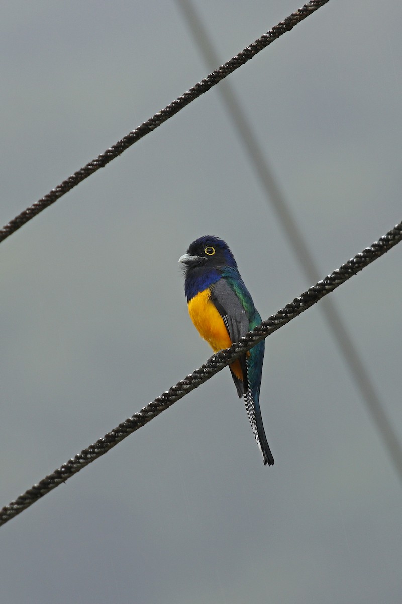 Guianan Trogon - ML205391451