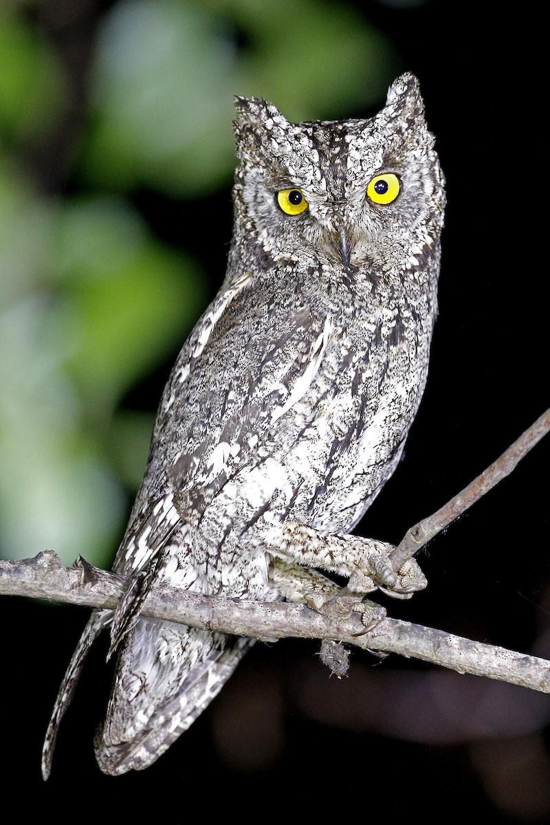 Cyprus Scops-Owl - Adam Bowley