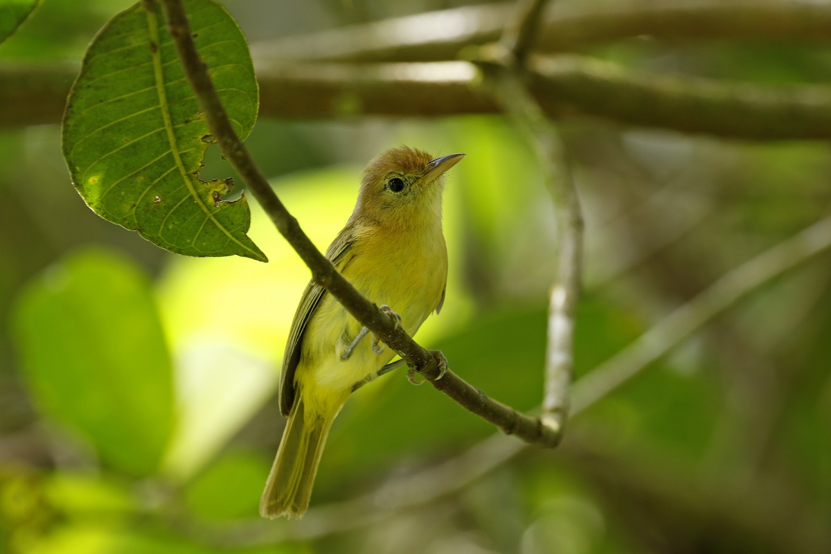 Golden-fronted Greenlet - Adam Bowley