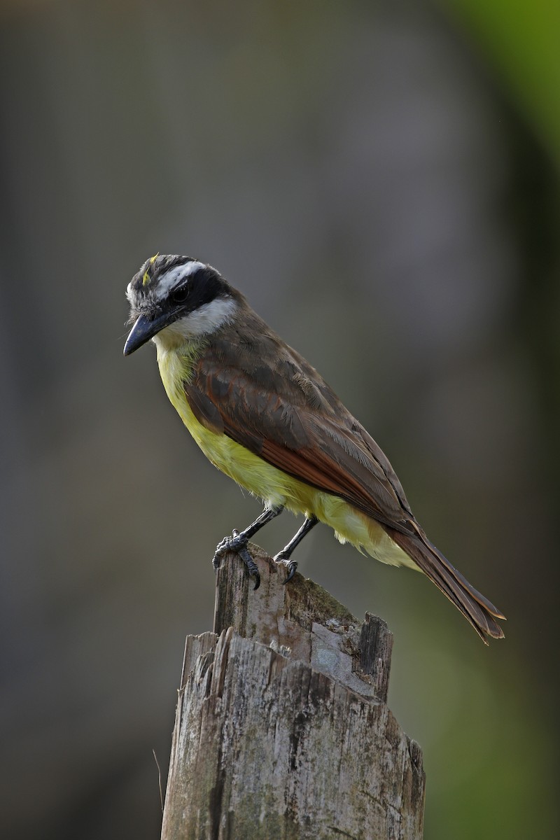 Great Kiskadee - ML205391571