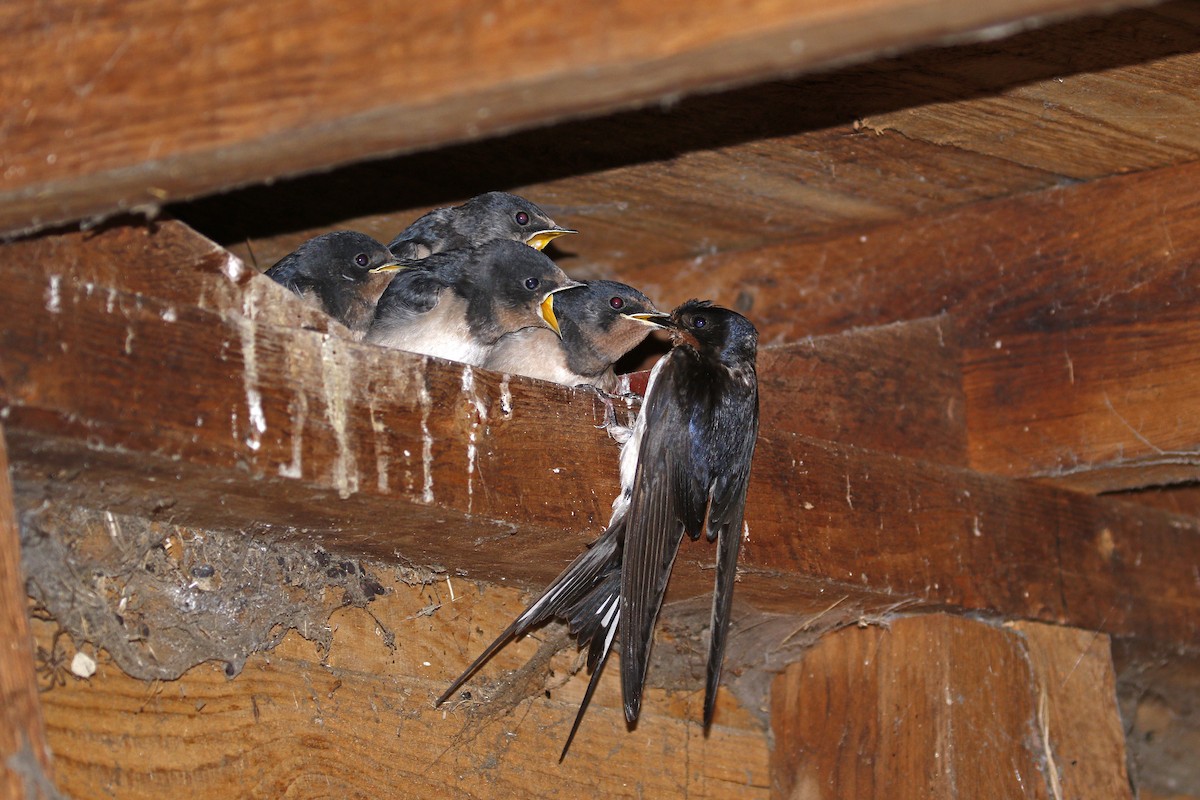 Barn Swallow (White-bellied) - ML205391671