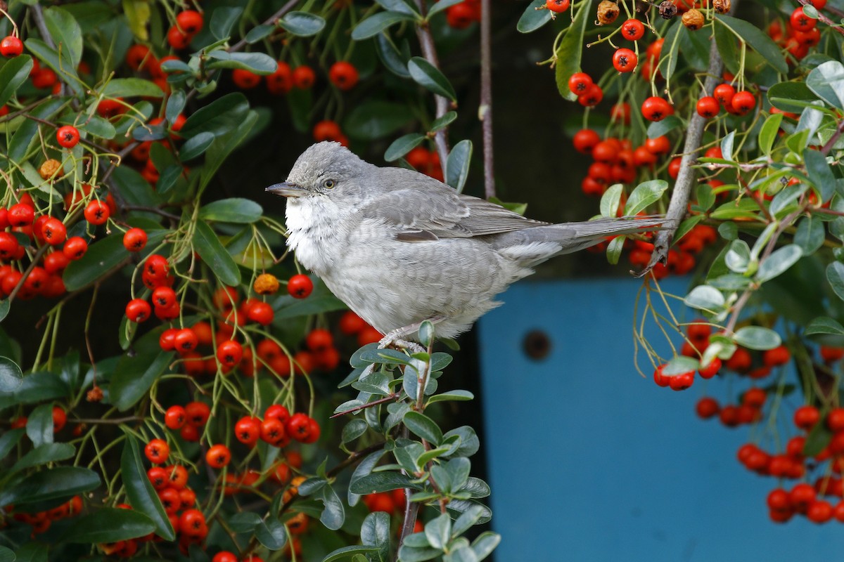 Bigia padovana - ML205391681