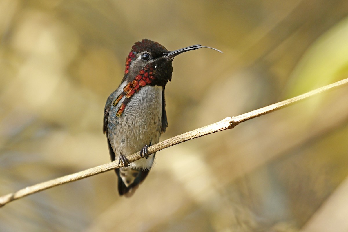 Bee Hummingbird - ML205391741