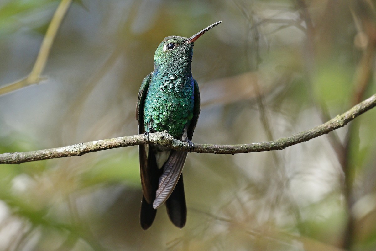 Cuban Emerald - ML205391791