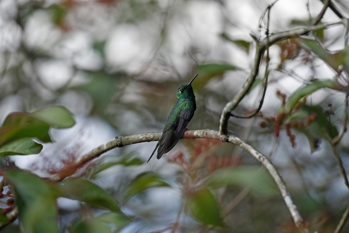 Cuban Emerald - ML205391801