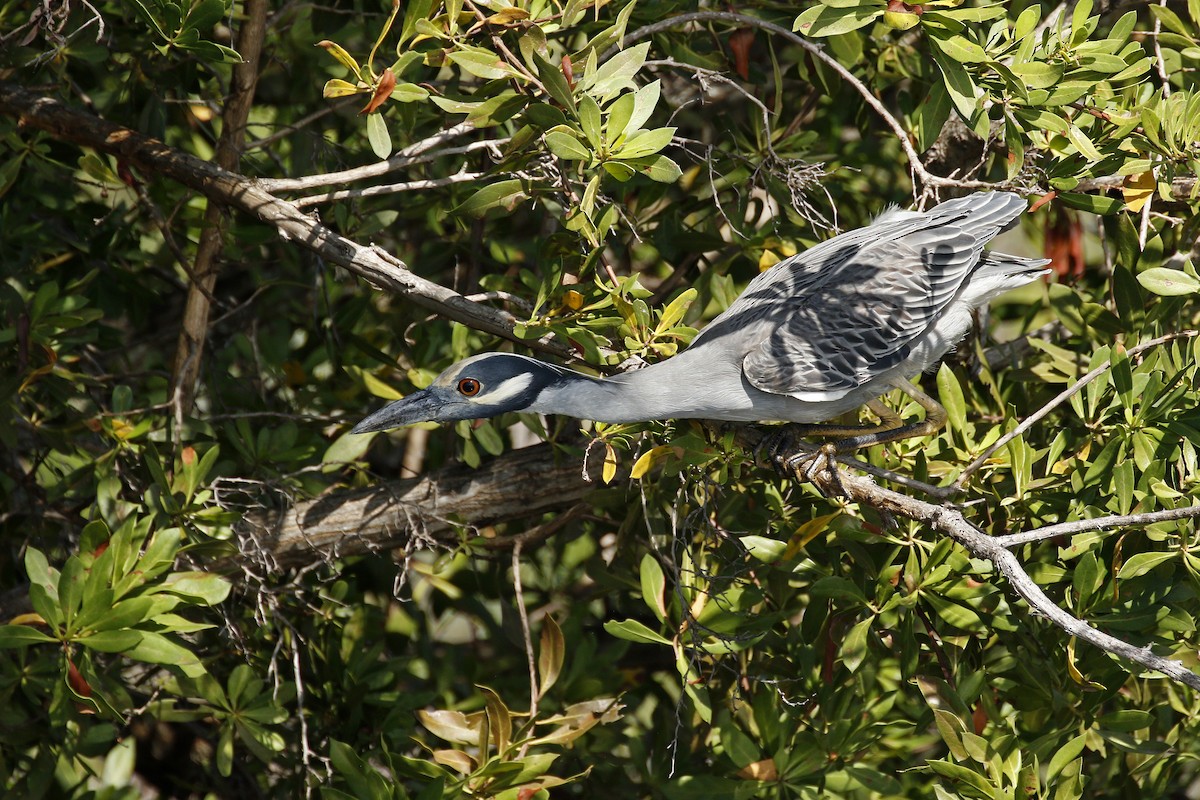 Yellow-crowned Night Heron (Yellow-crowned) - ML205391861