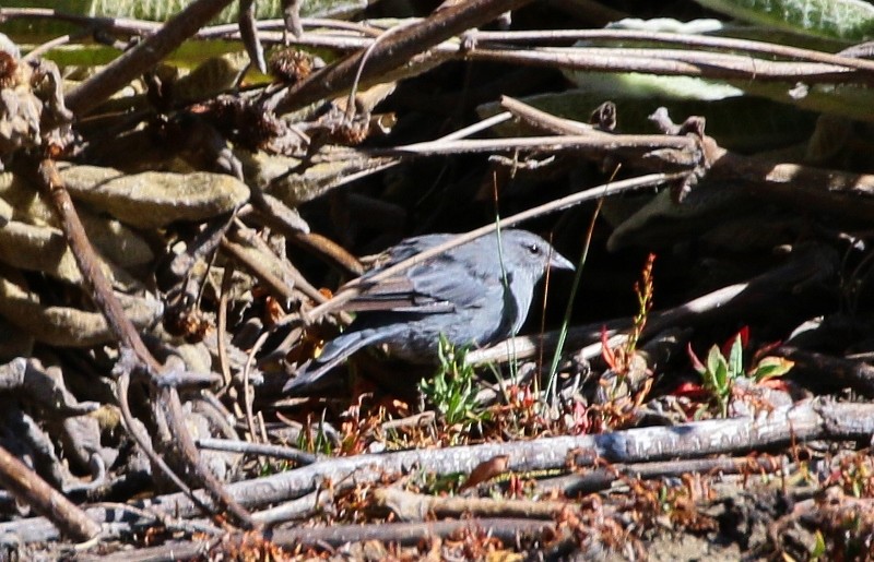 Plumbeous Sierra Finch - ML205391911