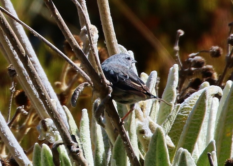 Plumbeous Sierra Finch - ML205391921