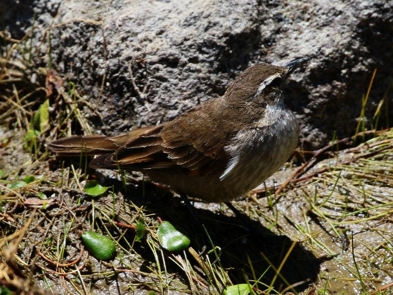 Chestnut-winged Cinclodes - ML205391961