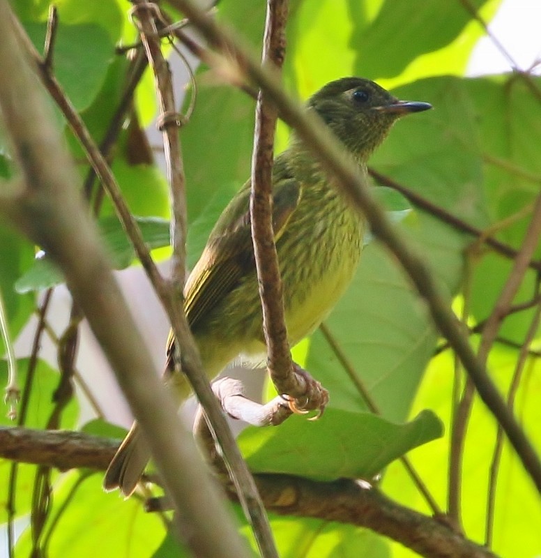 Olive-striped Flycatcher - Margareta Wieser