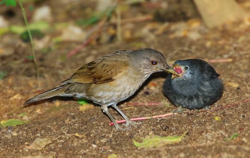 Pale-breasted Thrush - ML205392091