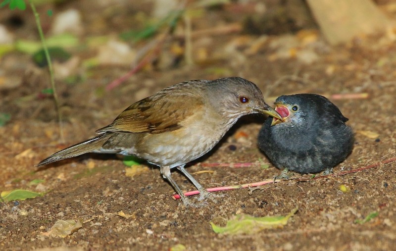 Pale-breasted Thrush - ML205392091