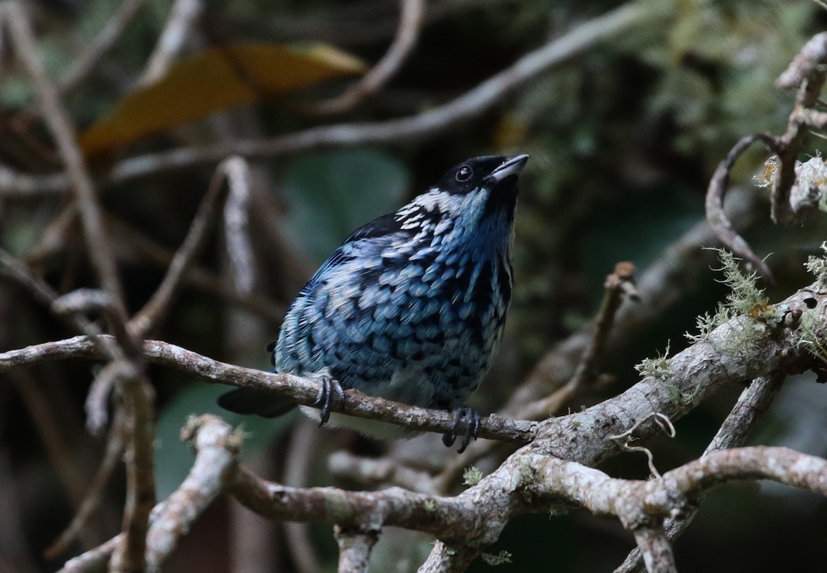 Beryl-spangled Tanager - ML205392591