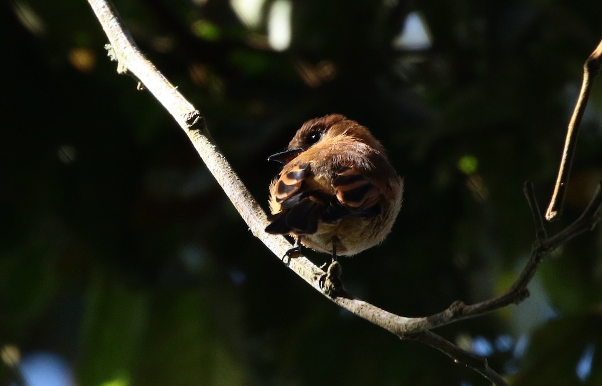 Cinnamon Flycatcher (Venezuelan) - ML205392641