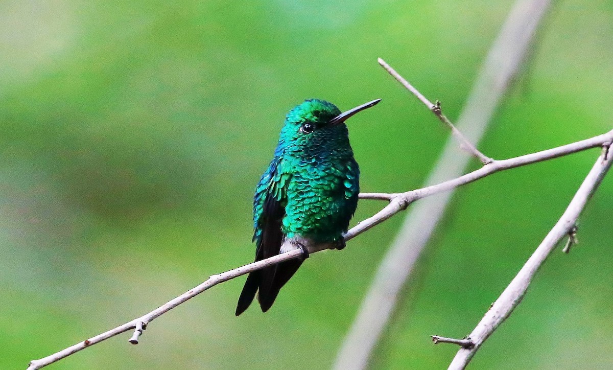 Red-billed Emerald - ML205392991