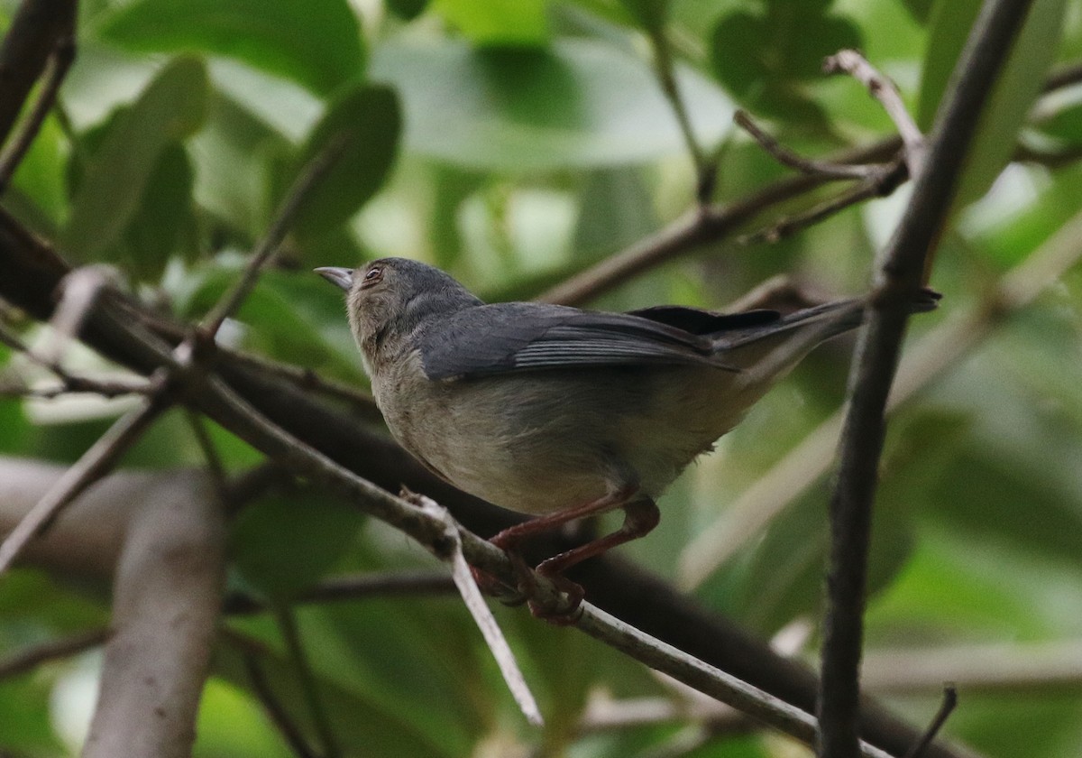 Bicolored Conebill - ML205393041