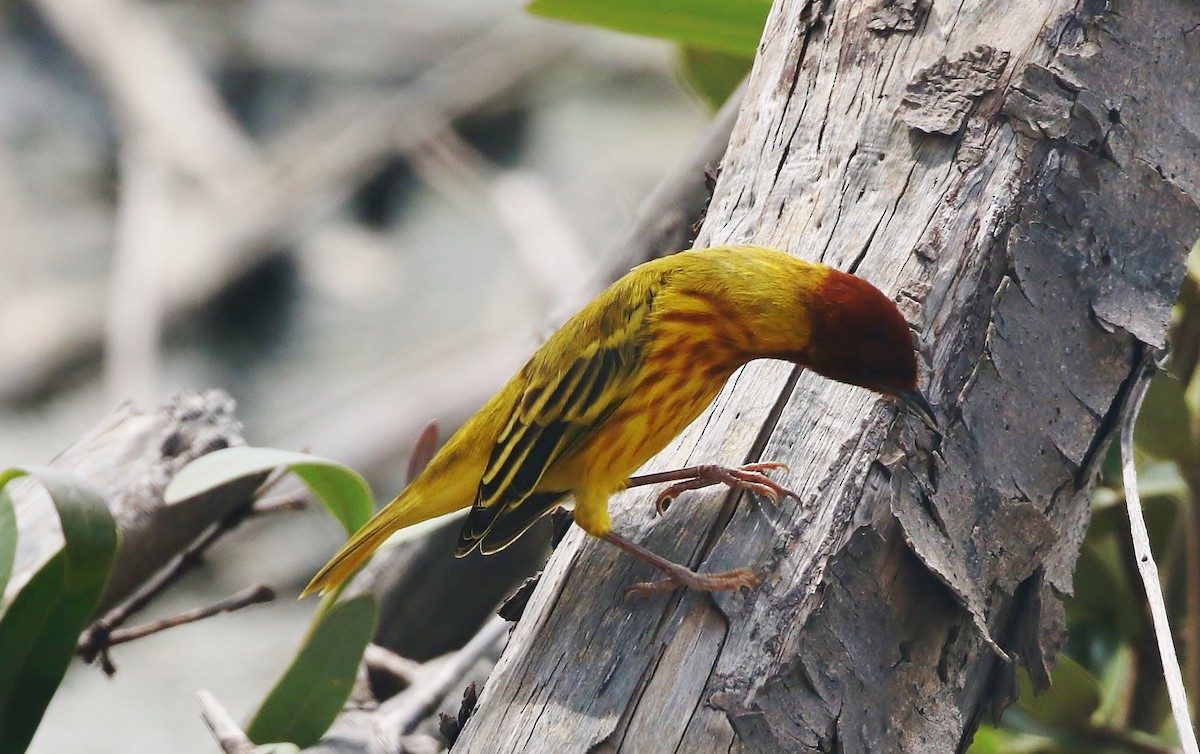 Yellow Warbler (Mangrove) - ML205393061