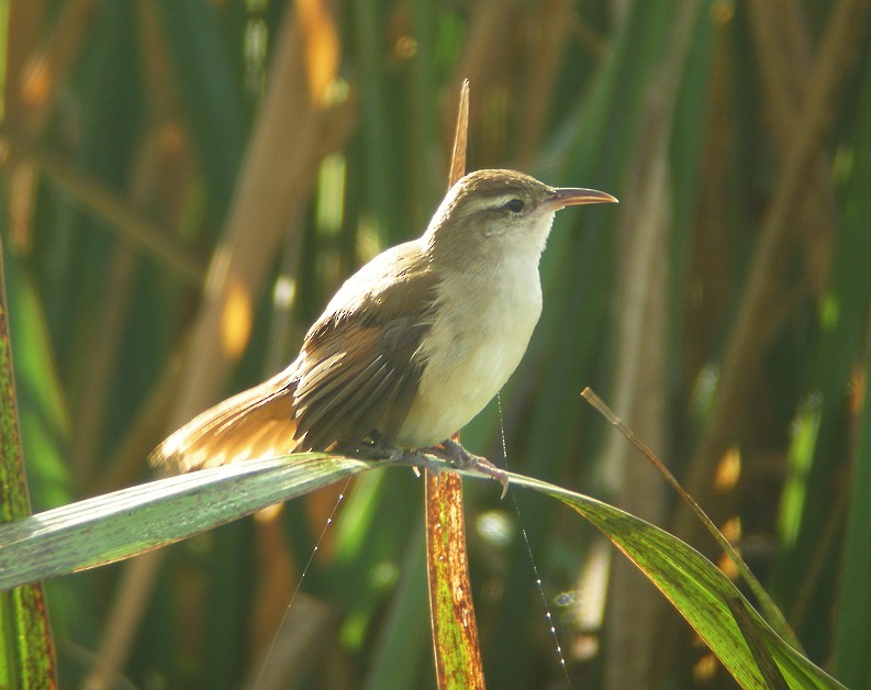 Curve-billed Reedhaunter - ML205393271