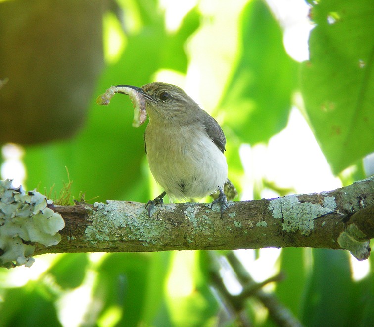 Tooth-billed Wren - ML205393281