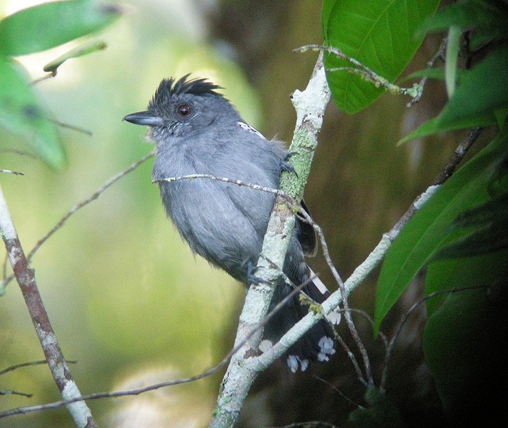 Natterer's Slaty-Antshrike - Bradley Davis