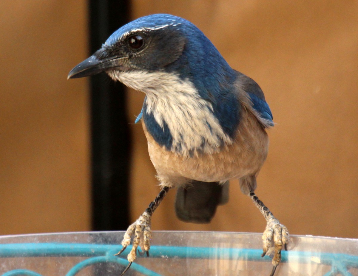 California Scrub-Jay - ML20539371