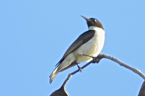 Western Violet-backed Sunbird (Southern) - ML205393761