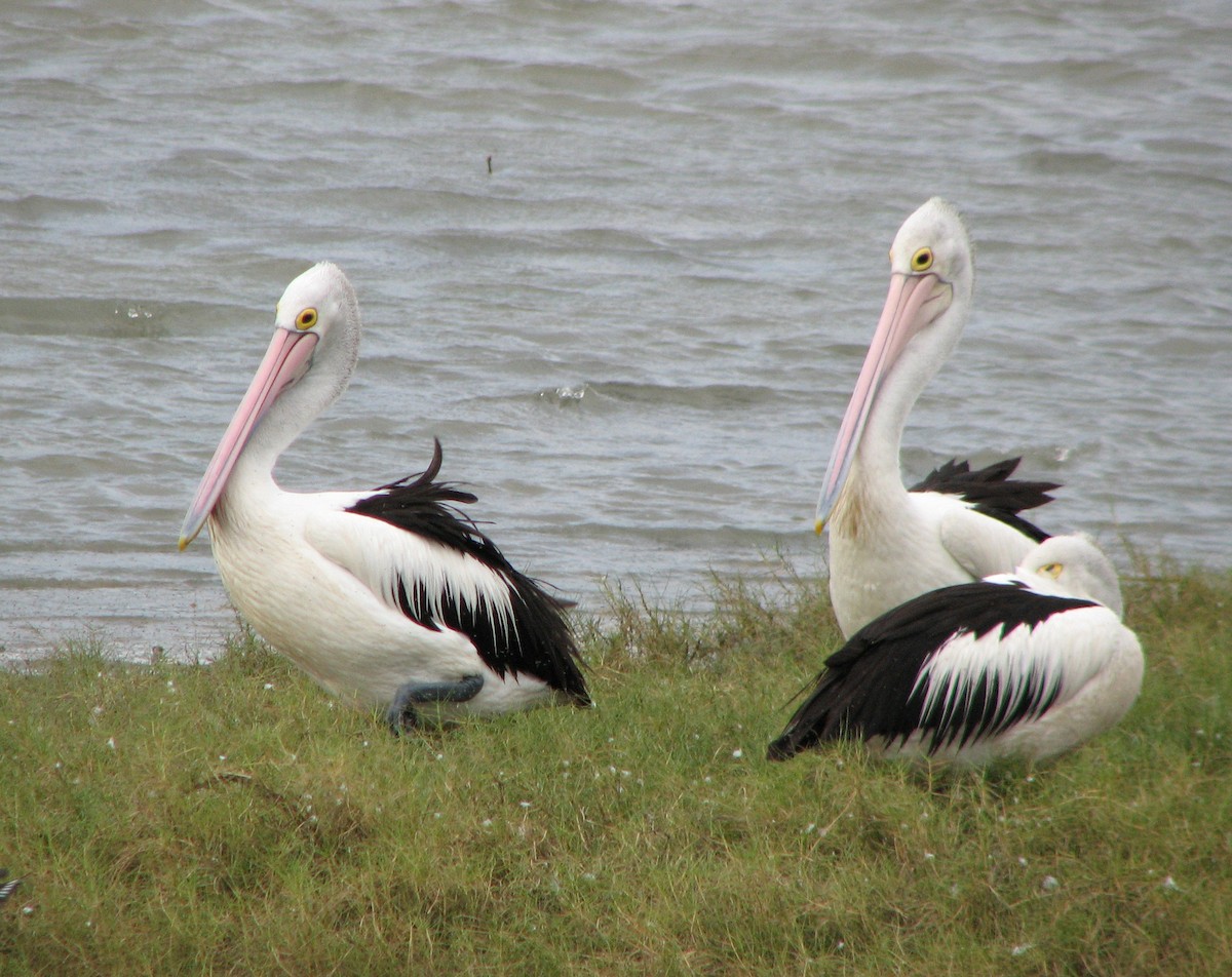 Australian Pelican - ML205394081