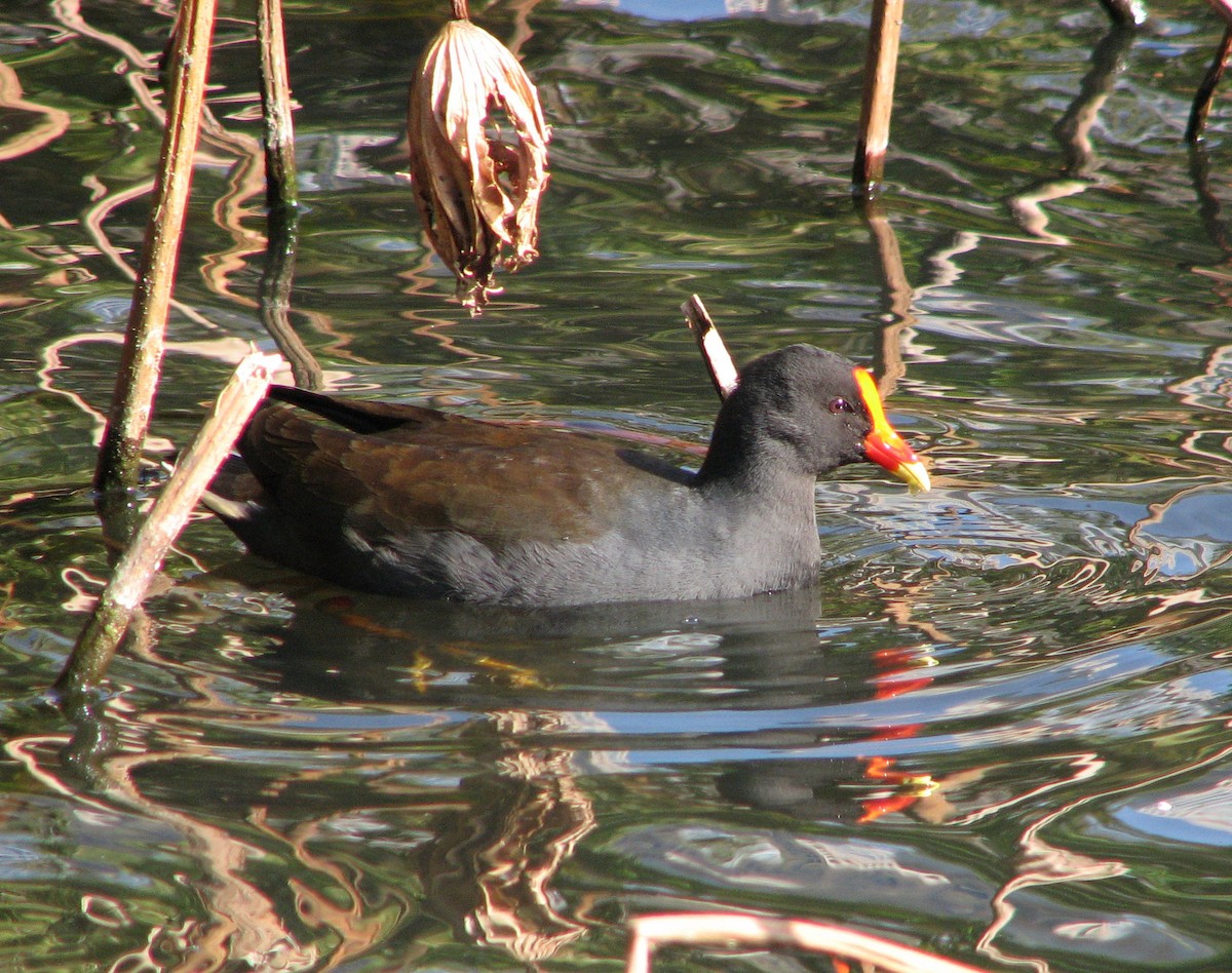 Dusky Moorhen - ML205394261