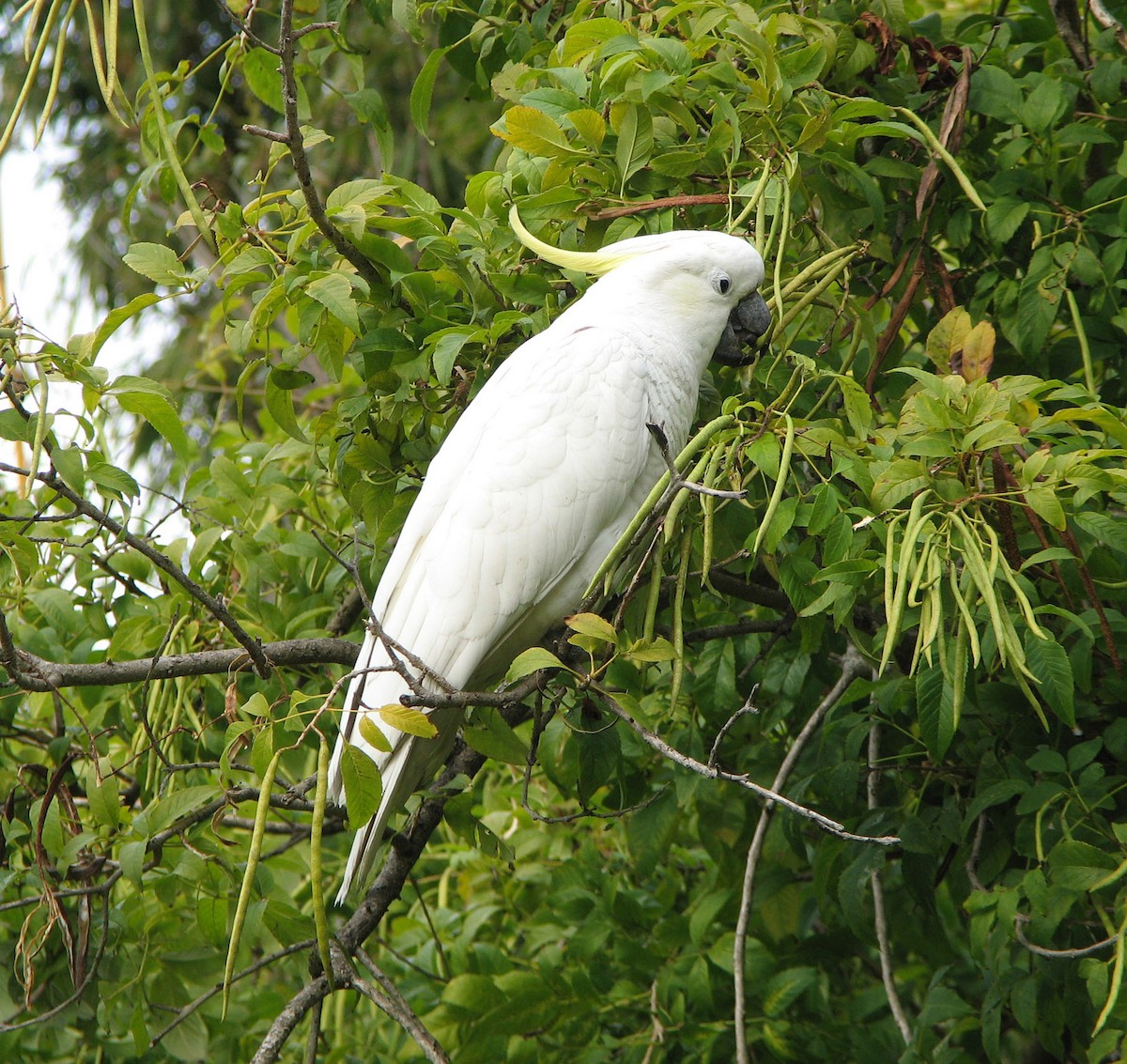 Sulphur-crested Cockatoo - Gustavo A. Rodriguez