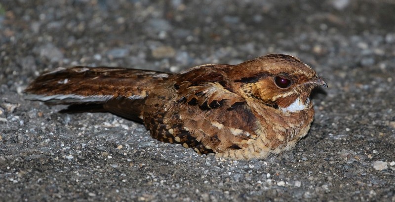 Common Pauraque - Margareta Wieser