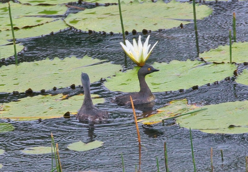 Least Grebe - ML205394671