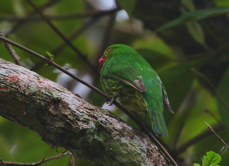 Golden-breasted Fruiteater - ML205394841