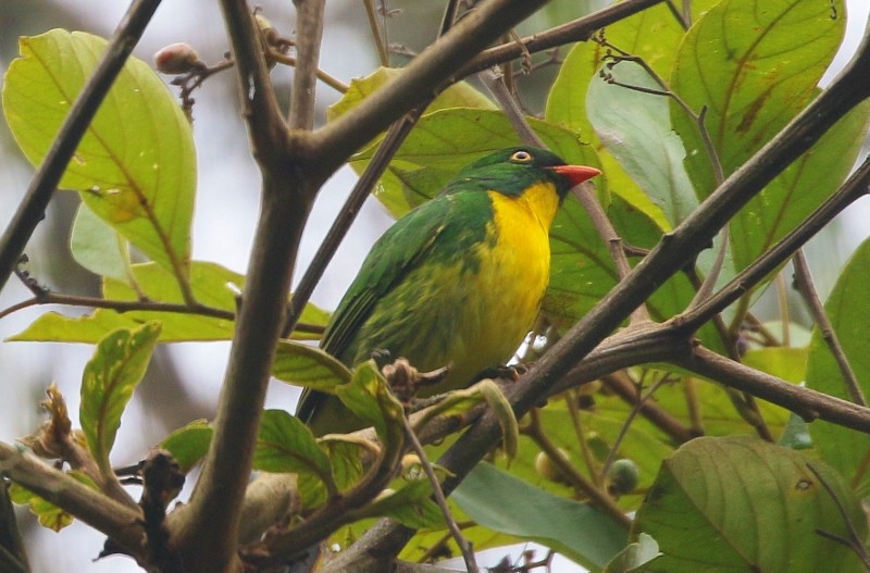 Golden-breasted Fruiteater - ML205394861