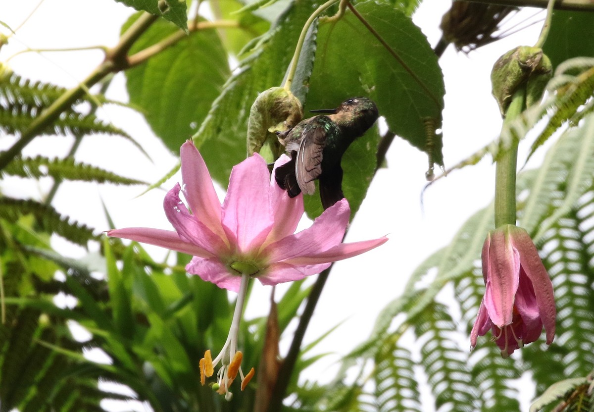 エメラルドテリオハチドリ（chloropogon） - ML205395231