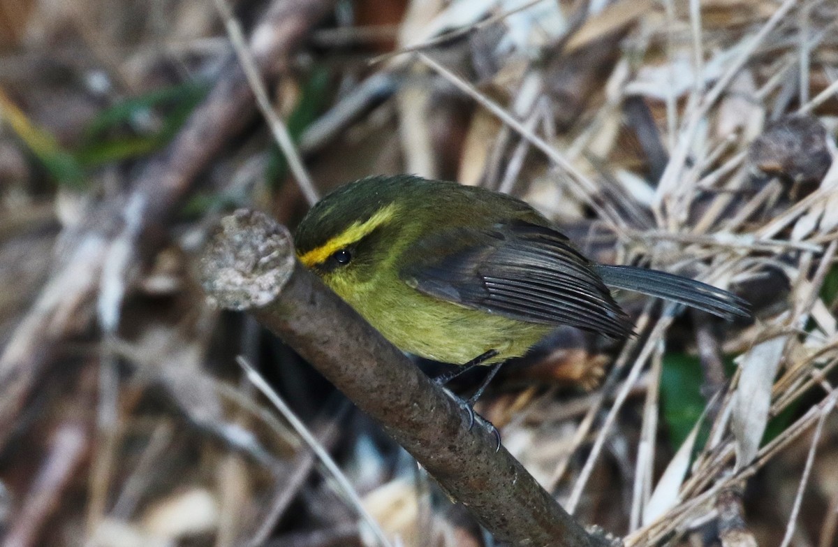 Yellow-bellied Chat-Tyrant - ML205395281