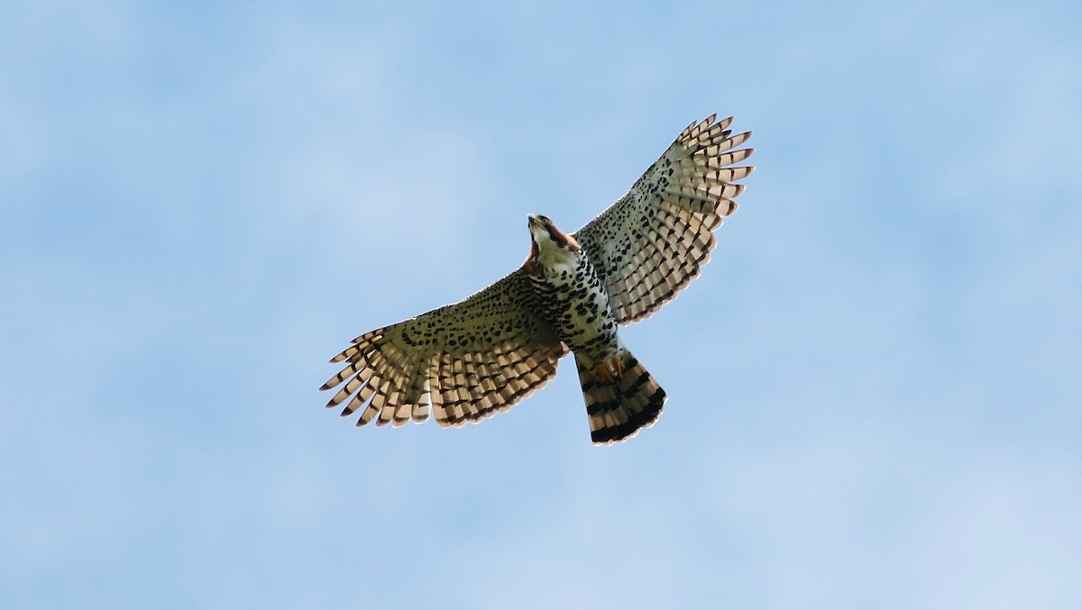 Ornate Hawk-Eagle - ML205395321