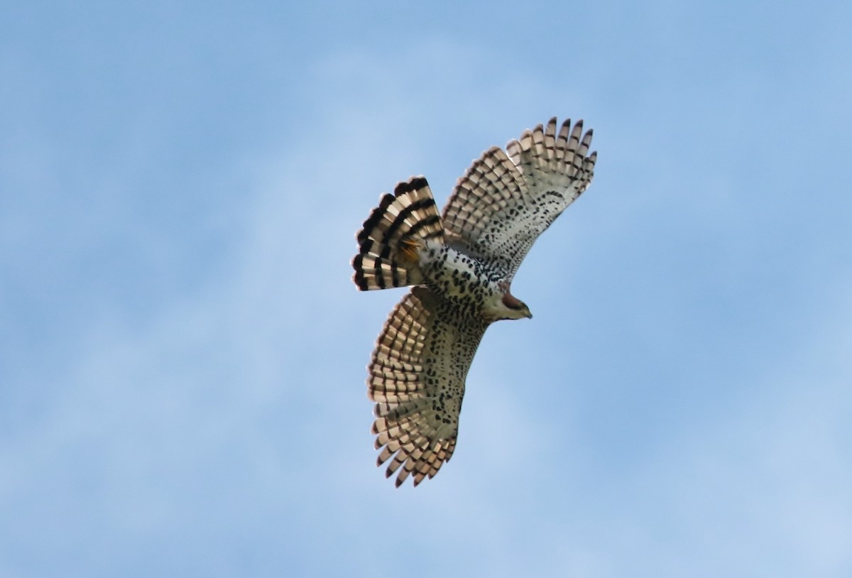 Ornate Hawk-Eagle - Margareta Wieser