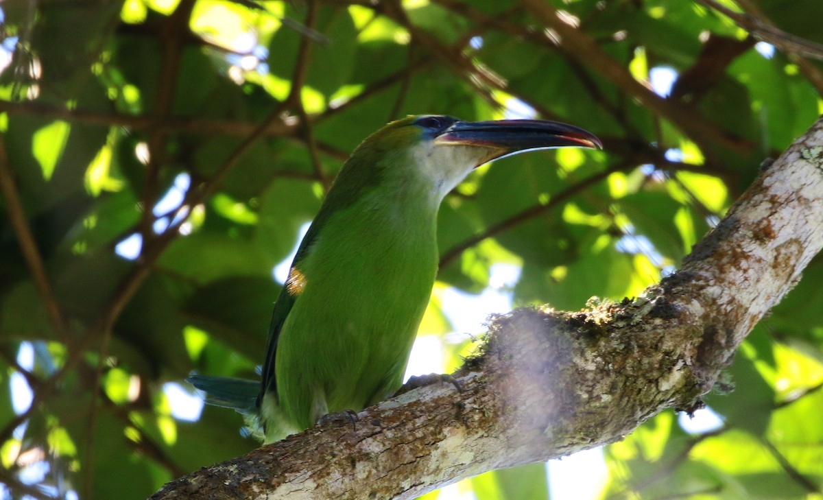 Tucanete Picosurcado (sulcatus/erythrognathus) - ML205395421