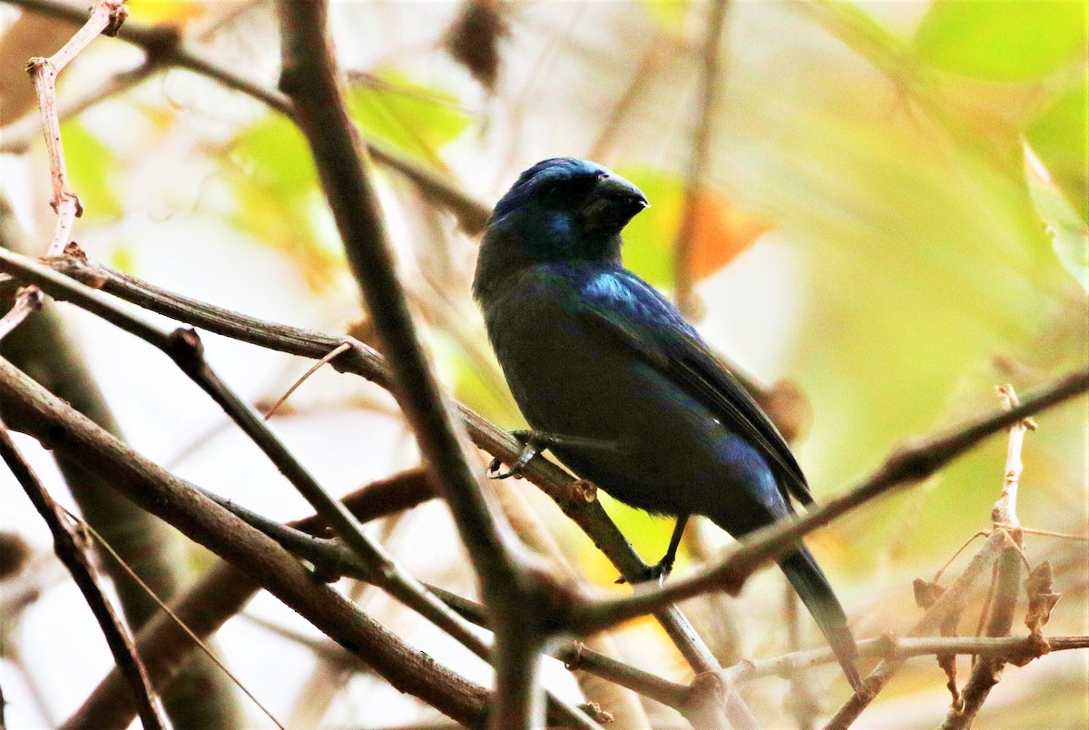 Ultramarine Grosbeak - ML205395551