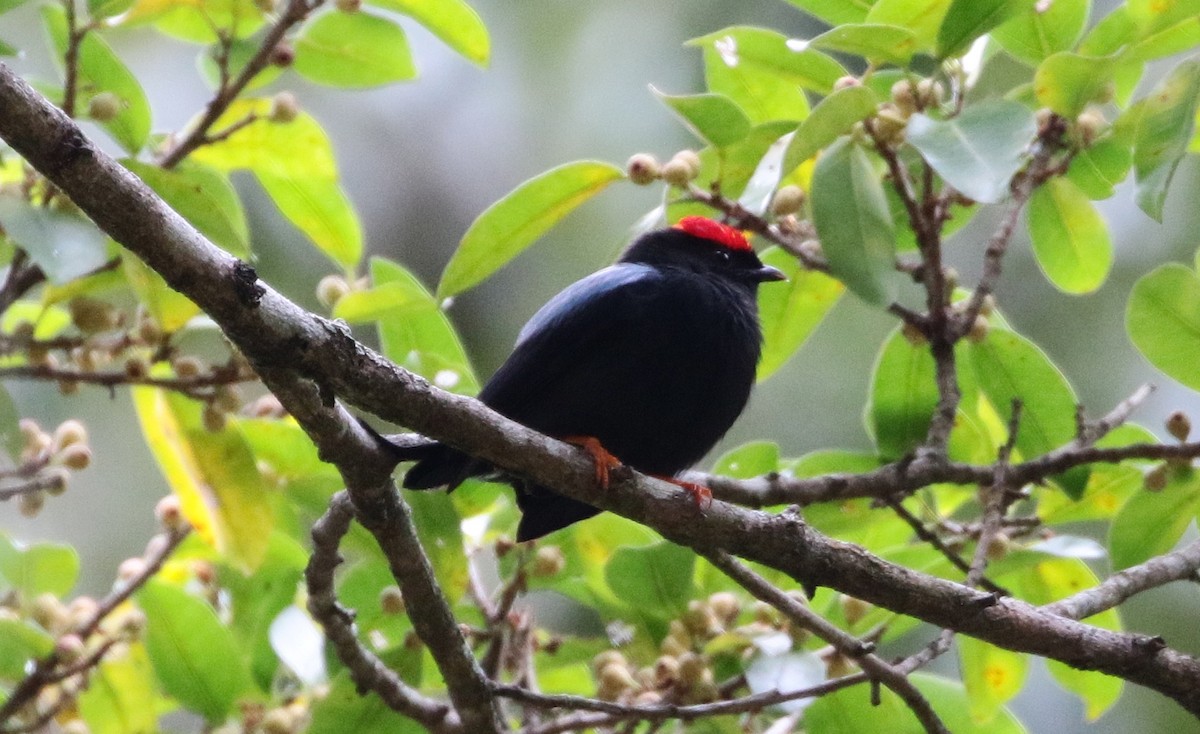 Lance-tailed Manakin - ML205395601