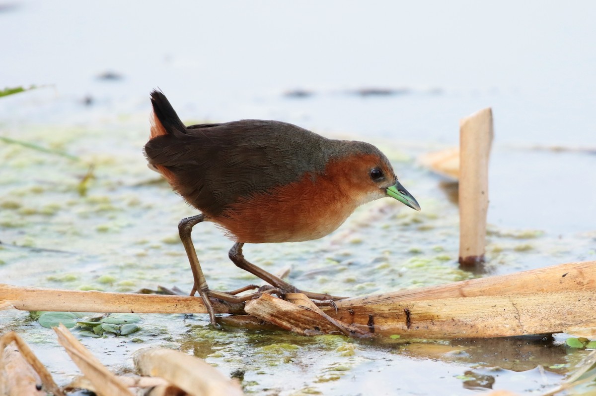 Rusty-flanked Crake - Margareta Wieser