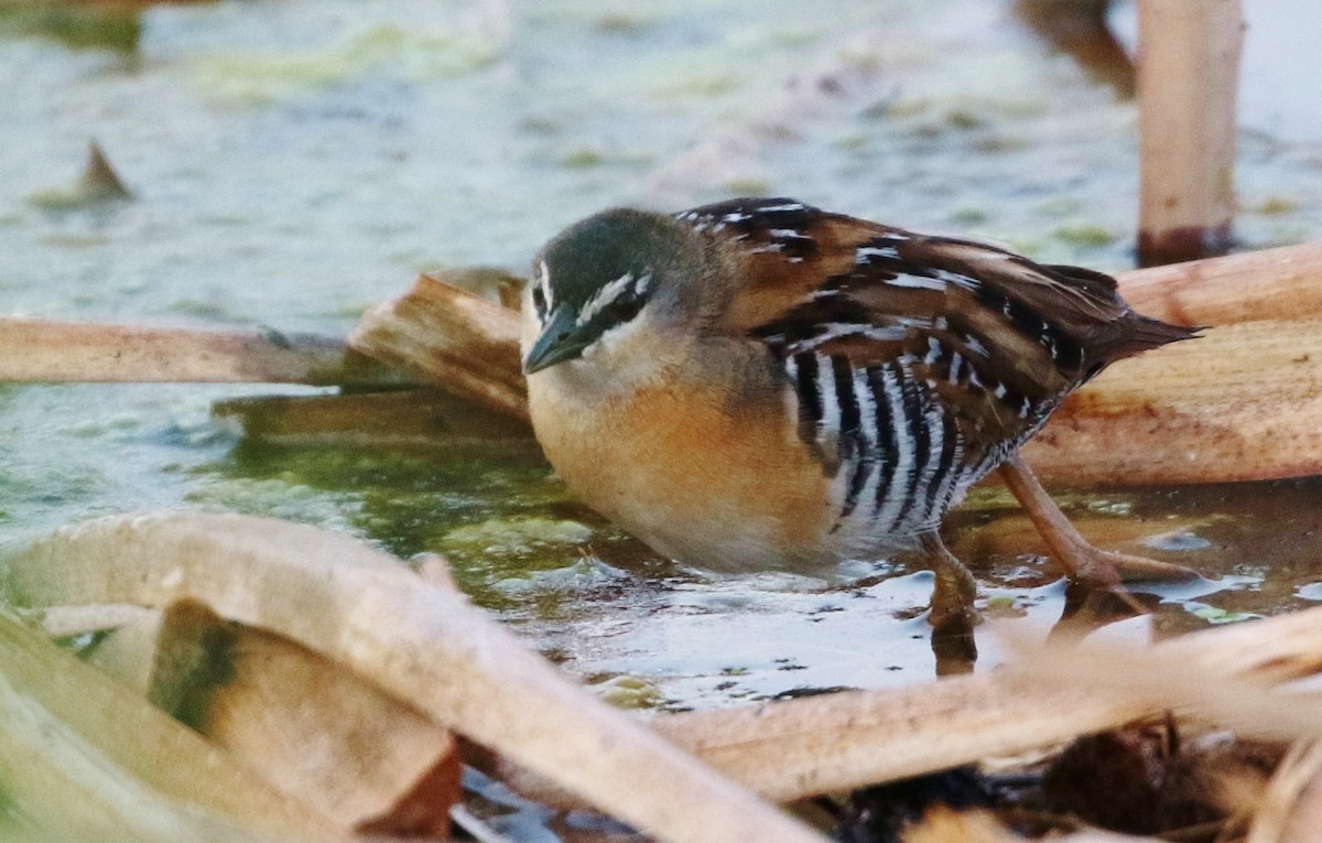 Yellow-breasted Crake - ML205395661