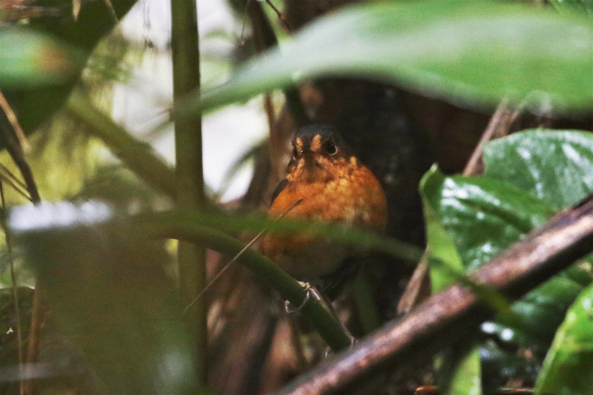 skiferkronemaurpitta (nana gr.) - ML205395691